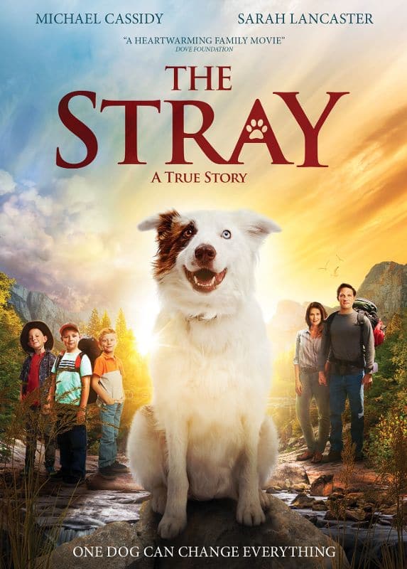 The Stray
