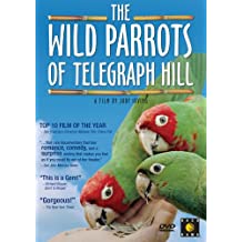 Wild Parrots Of Telegraph Hill
