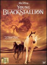 Young Black Stallion